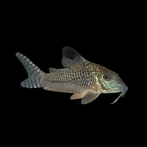 Black Top Corydoras Acutus 4cm Catfish - Real Aquatics