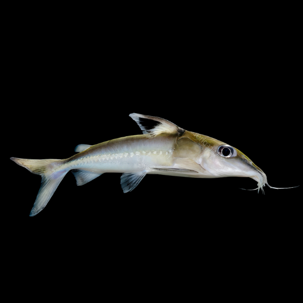 Black Top Mouse Catfish Hassar Orestis 10cm - Real Aquatics