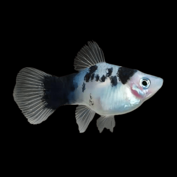 Black and White Platy Xiphophorus Maculatus 3cm - Real Aquatics