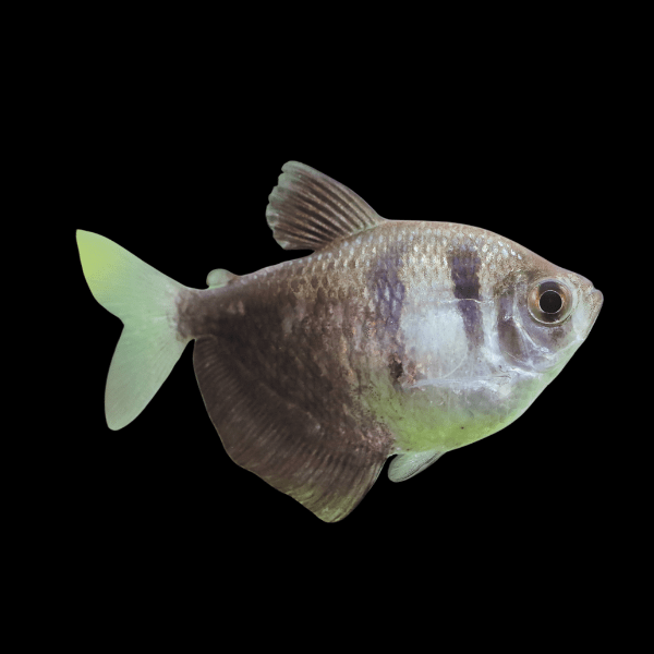 Black Widow Tetra Gymnocorymbus Ternetzi 2cm - Real Aquatics