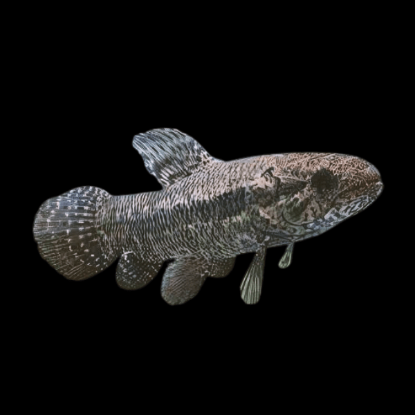 Black Wolf Fish Hoplias Curupira 8cm - Real Aquatics