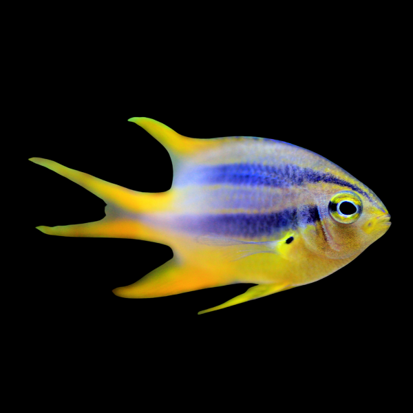 Black and Gold Chromis Neoglyphidodon Nigroris - Real Aquatics