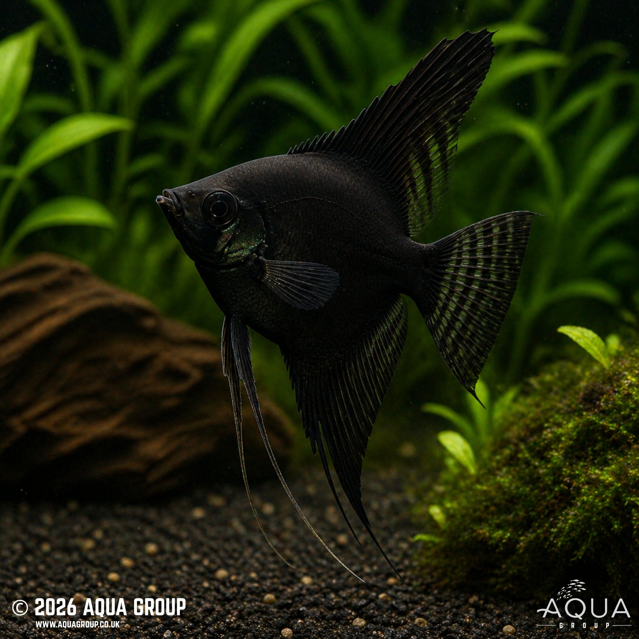 Black Angelfish (Pterophyllum scalare)