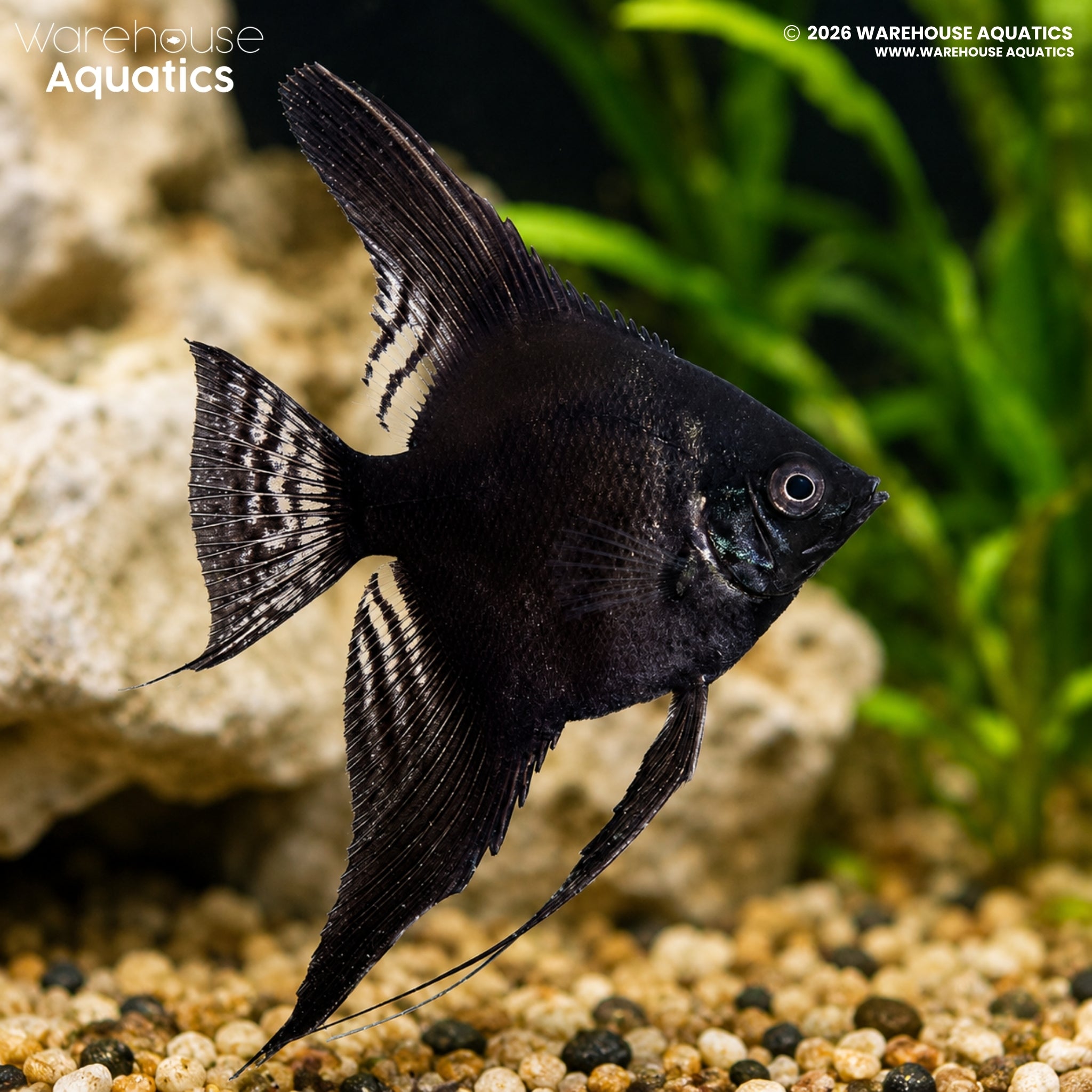 Black Angelfish (Pterophyllum scalare)