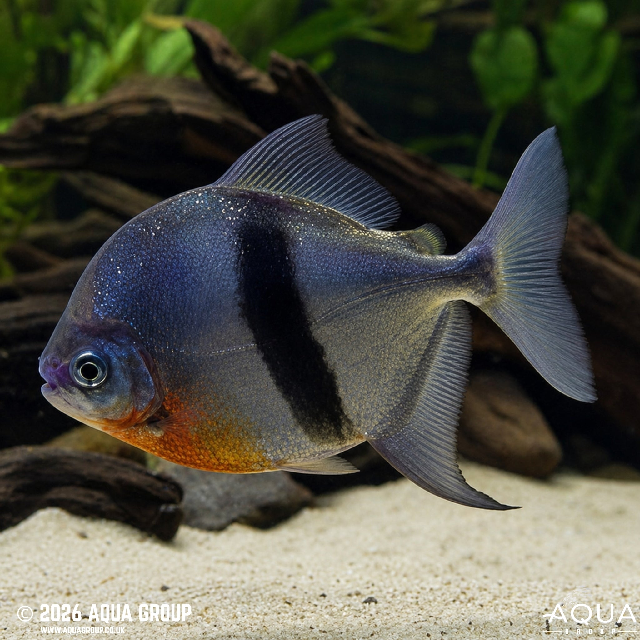 Black Barred Silver Dollar