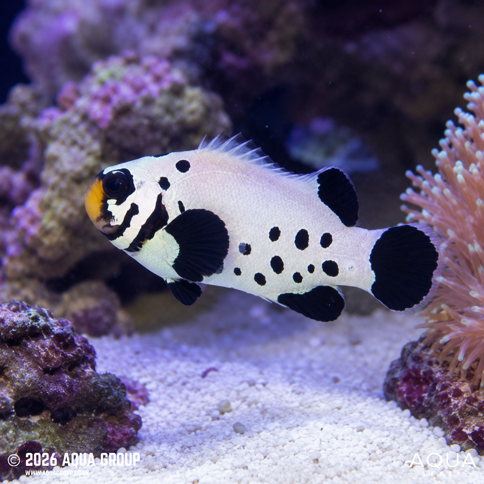 Black Frostbite Clownfish (Amphiprion ocellaris)