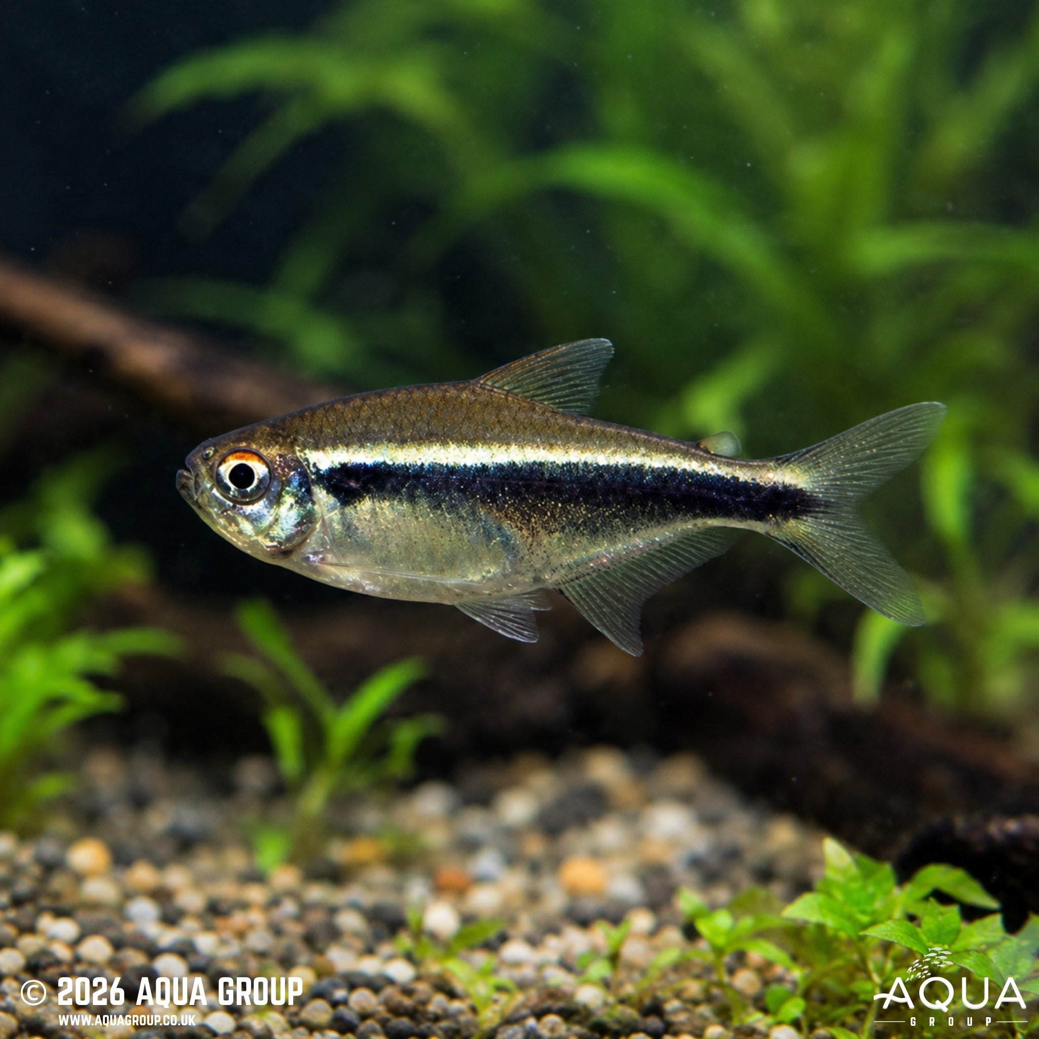 Black Neon Tetra (Hyphessobrycon herbertaxelrodi)