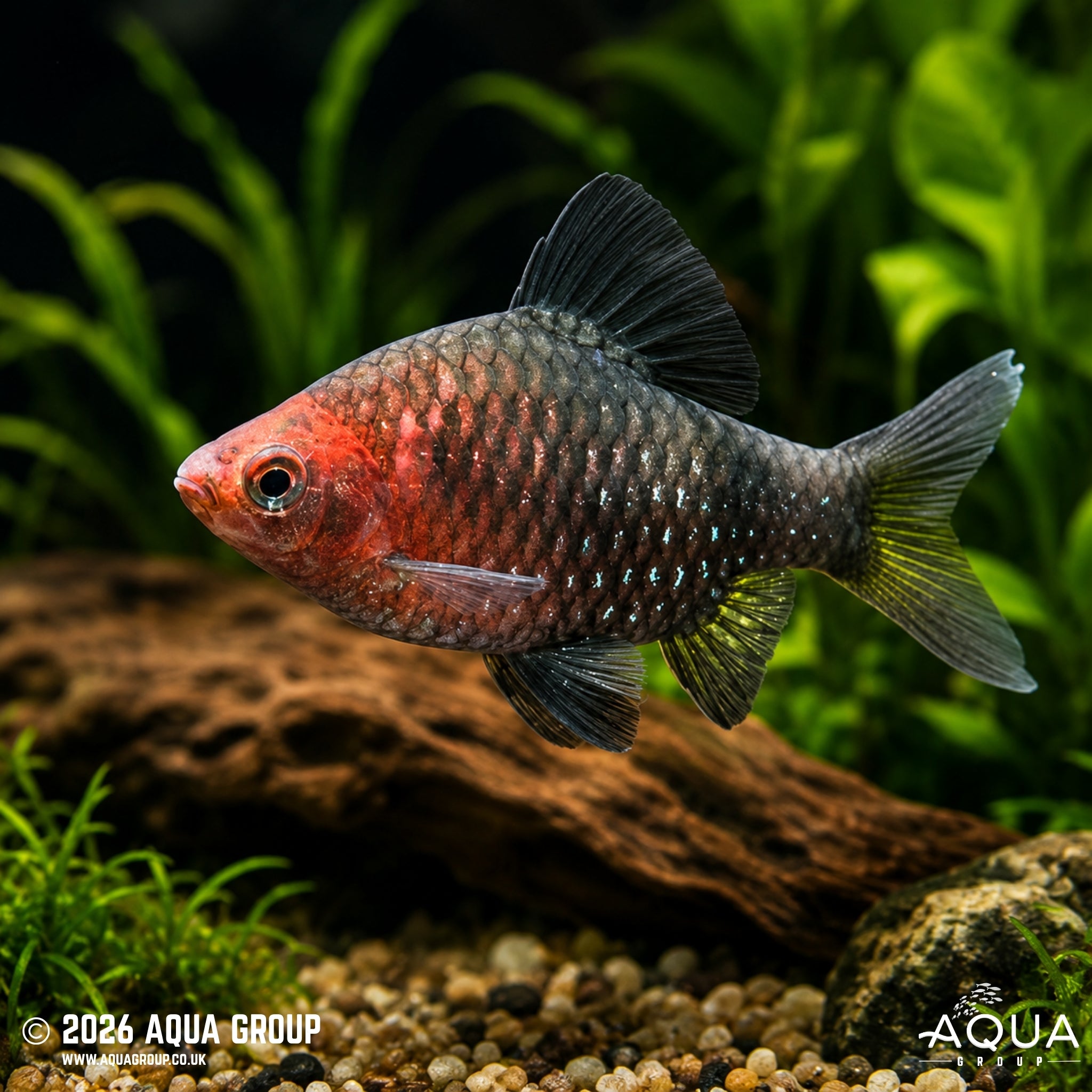 Black Ruby Barb (Pethia nigrofasciata)