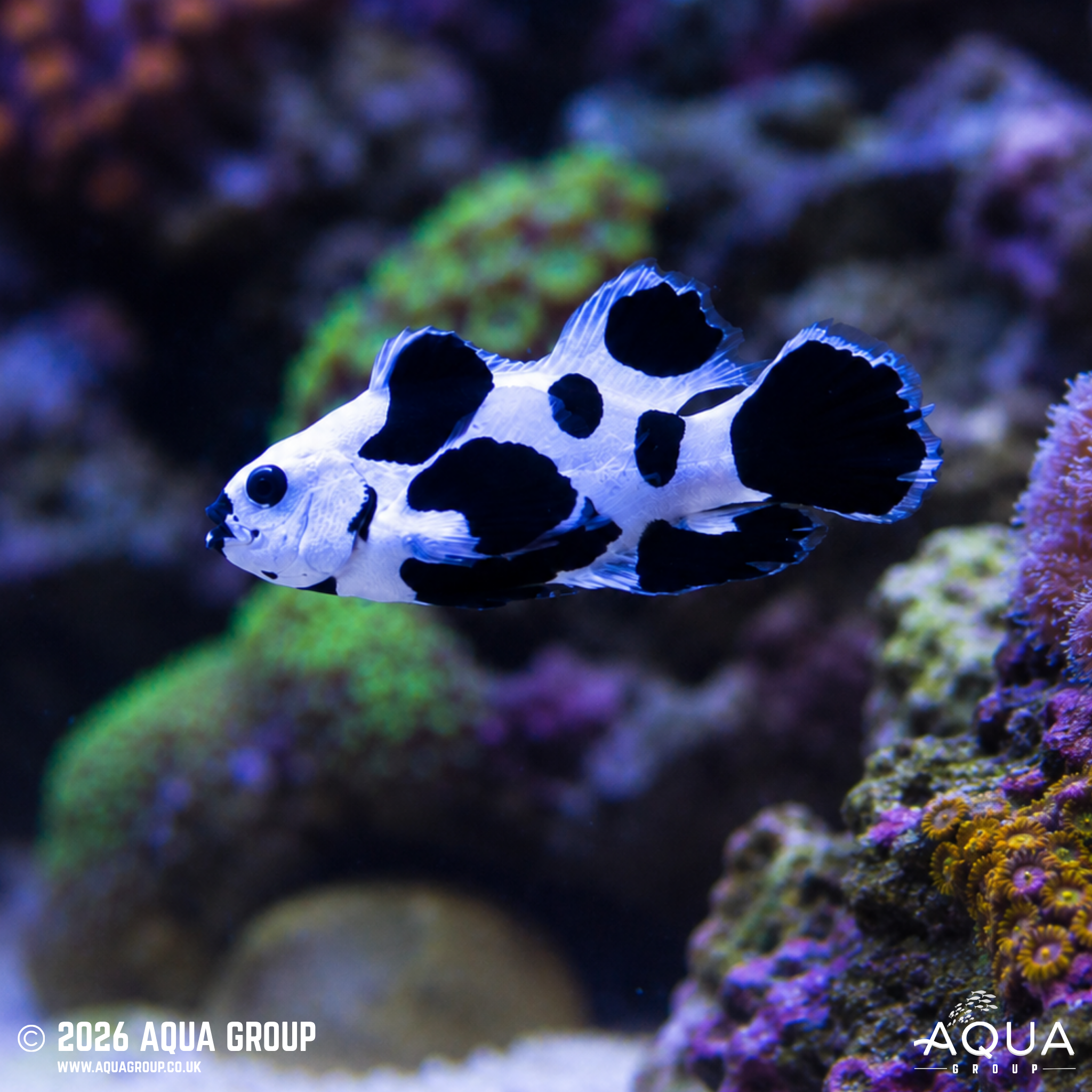 Black Storm Longfin Clownfish (Amphiprion ocellaris)