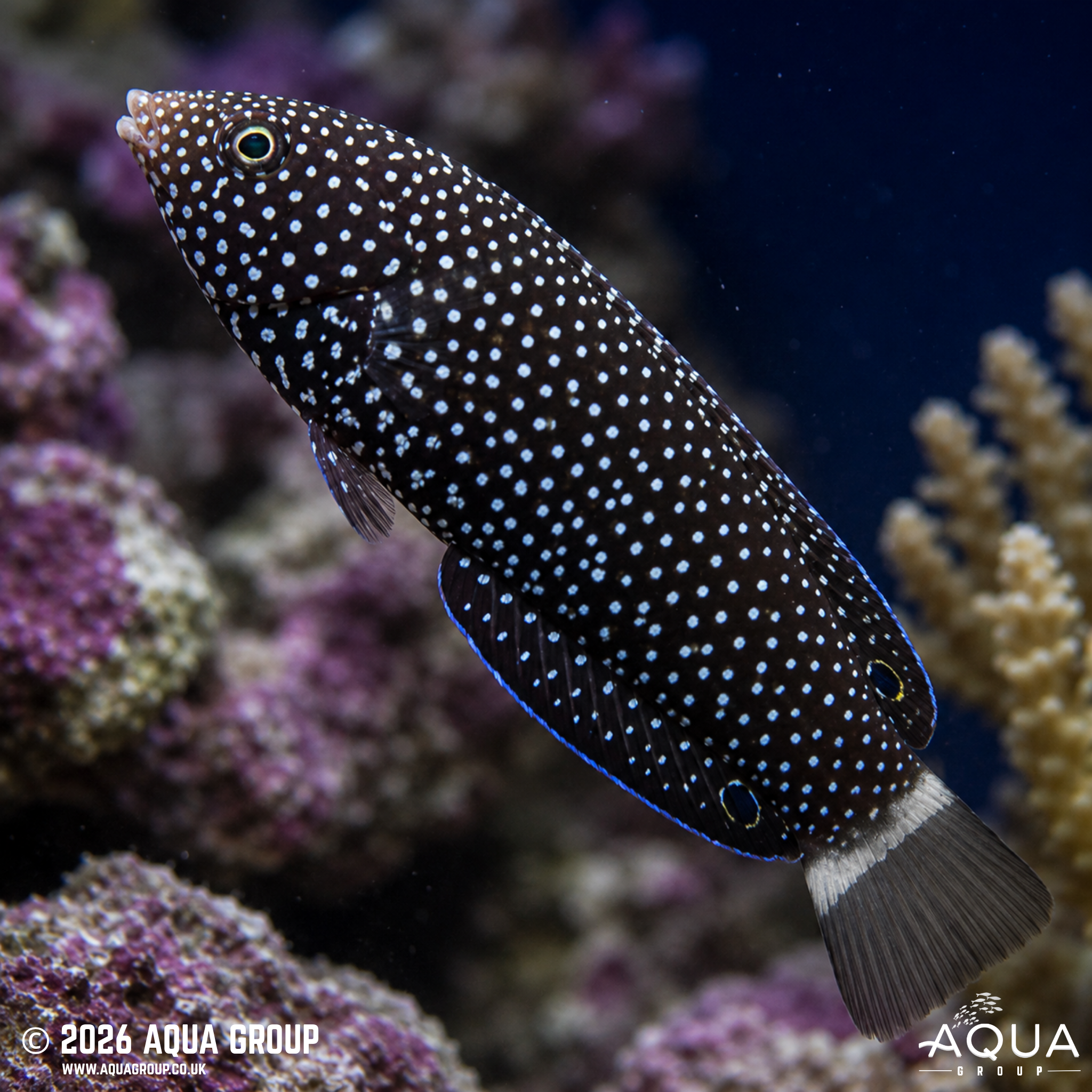 Black Tail Tamarin Wrasse (Anampses chrysocephalus)