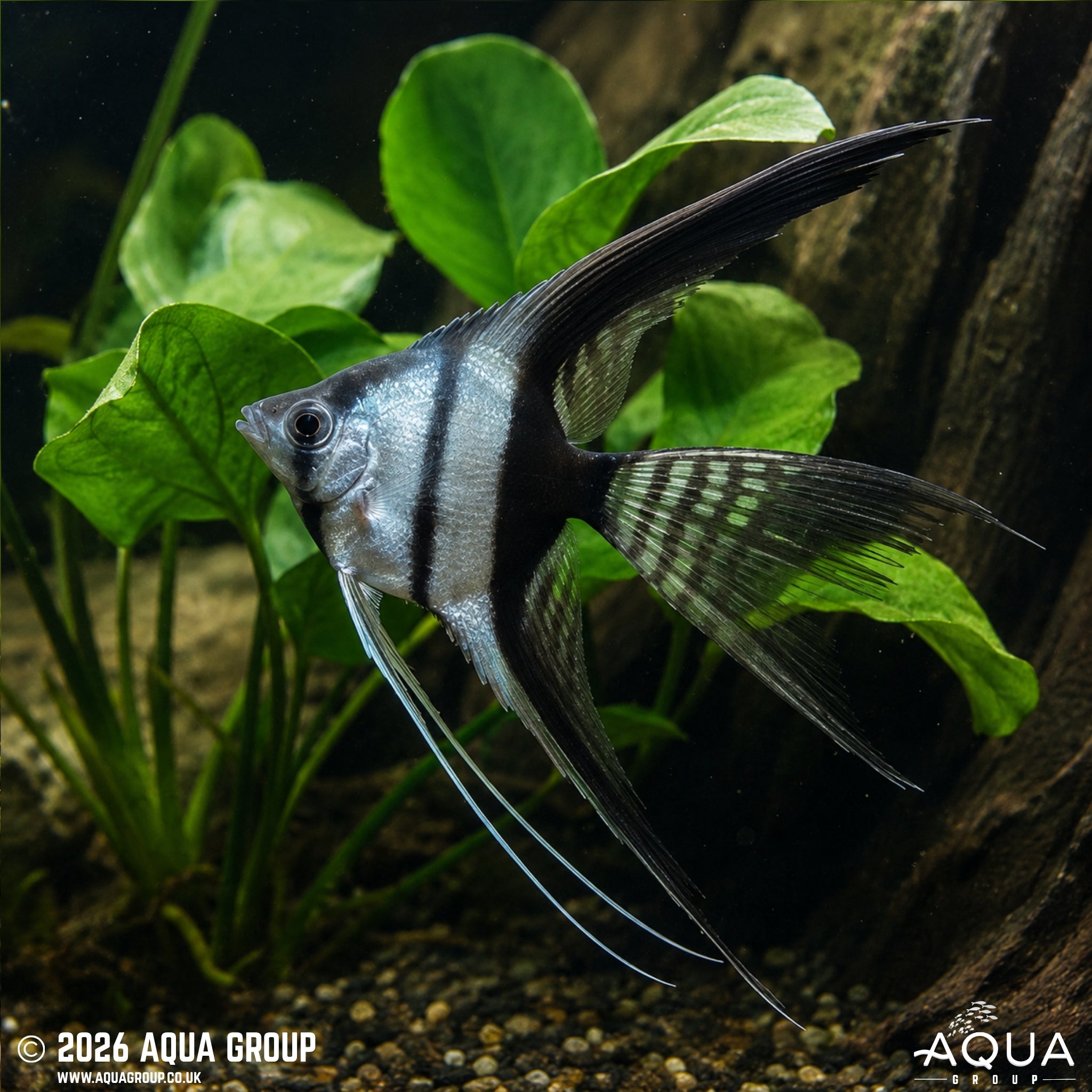 Black and White Veil Tail Angelfish (Pterophyllum scalare)