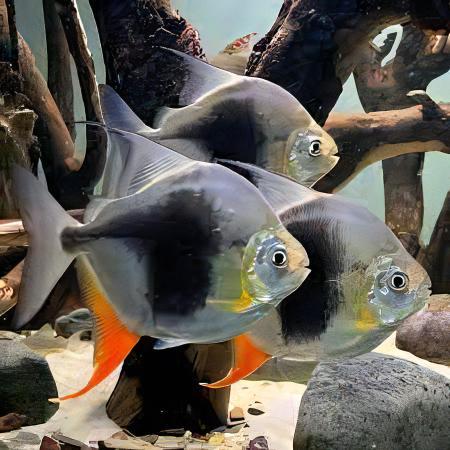 Blackberry Silver Dollar Myleus Schomburkii 5cm - Real Aquatics