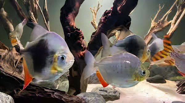 Blackberry Silver Dollar Myleus Schomburkii 5cm - Real Aquatics