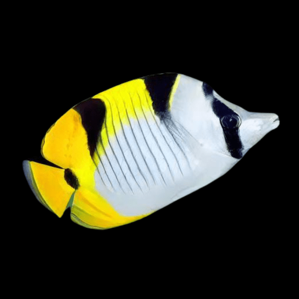 Blackwedged Butterfly Fish Chaetodon Falcula - Real Aquatics