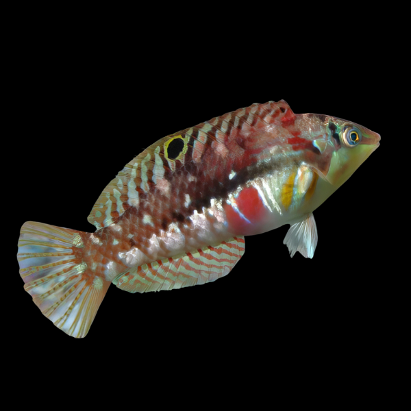 Bleeding Heart Wrasse Halichoeres Margaritaceus - Real Aquatics