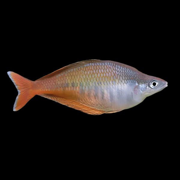 Blehers Rainbow Fish Chilatherina Bleheri 6cm - Real Aquatics