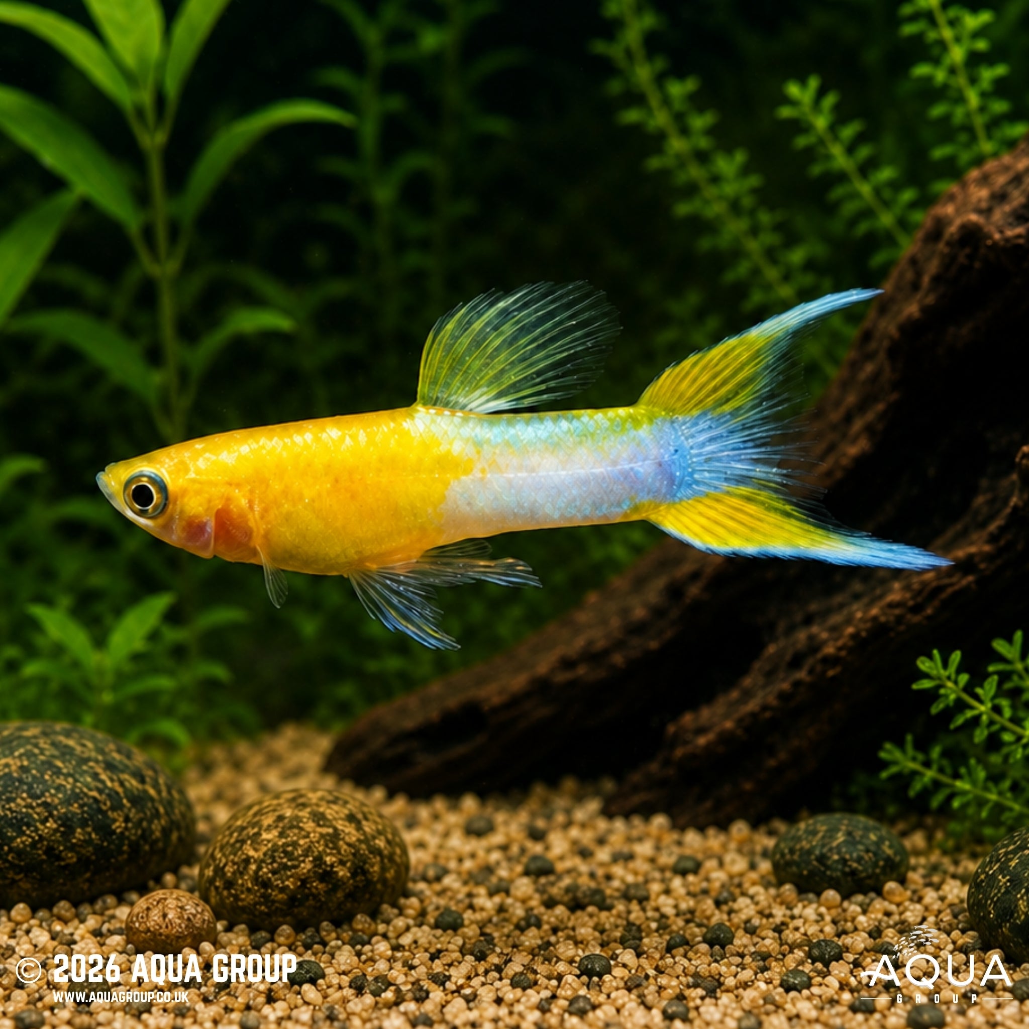 Blonde Japan Blue Red Double Sword Guppy (Poecilia reticulata)