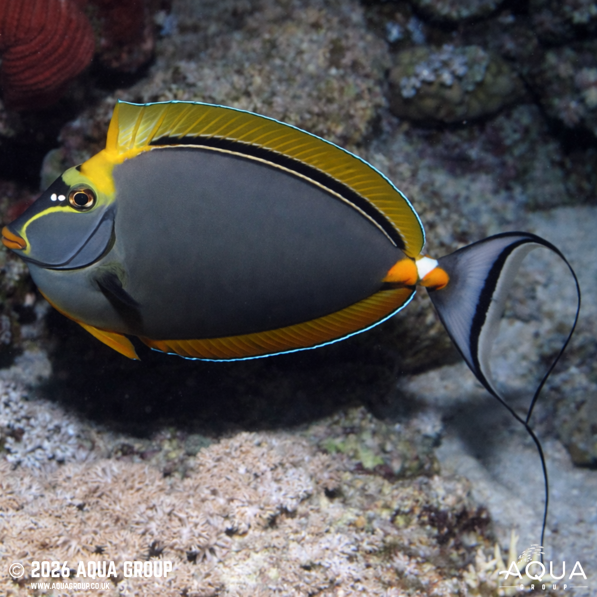 Blonde Lipstick Naso Tang