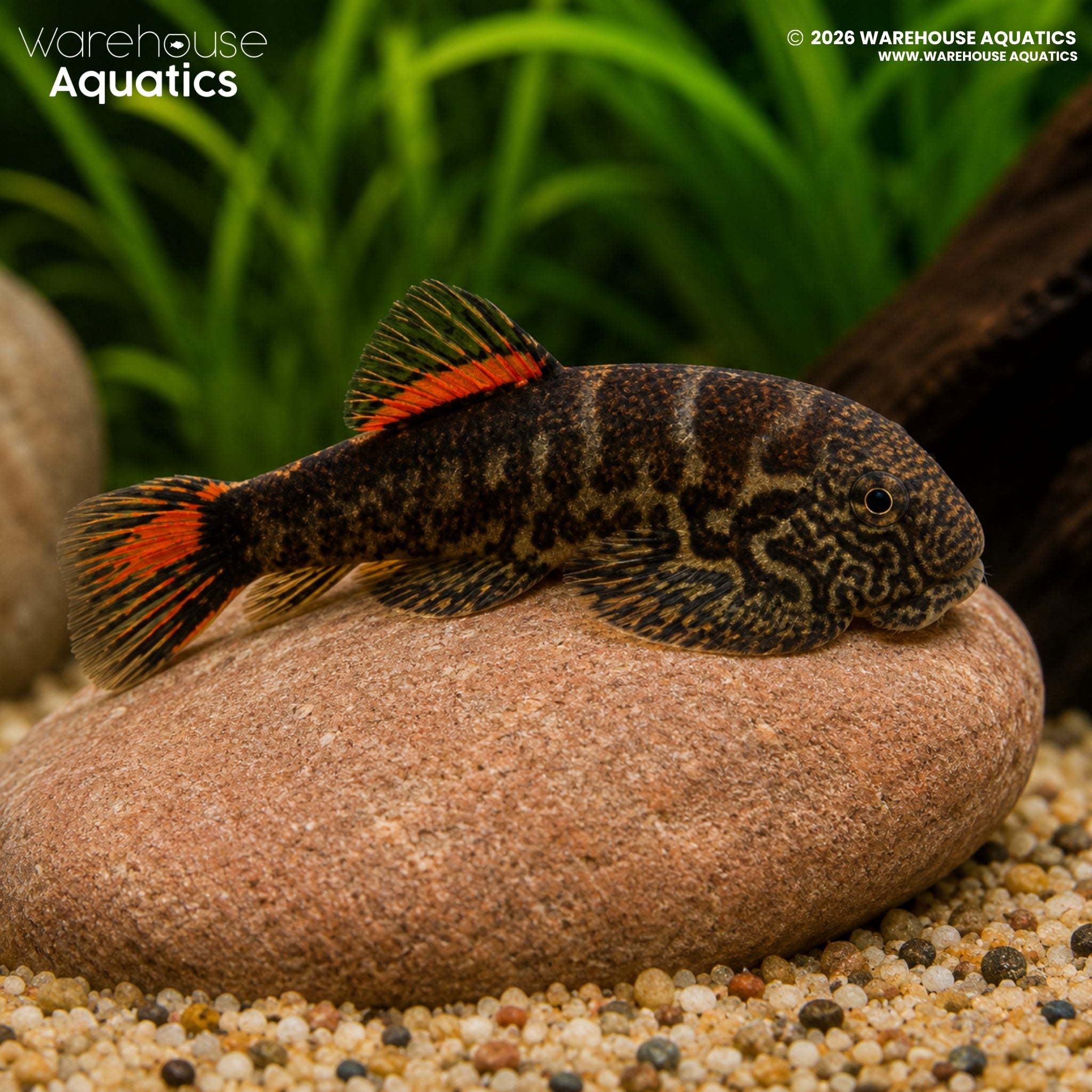 Bloody Mary Borneo Loach (Gastromyzon sp.)
