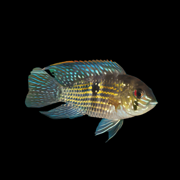 Blue Acara Cichlid Andinoacara Pulcher 5cm - Real Aquatics