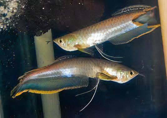 Blue Arowana Osteoglossum Ferrari 20cm - Real Aquatics