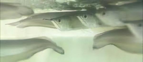 Blue Arowana Osteoglossum Ferrari 20cm - Real Aquatics