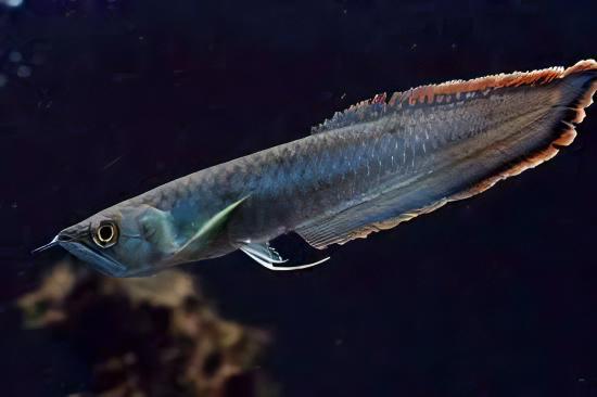 Blue Arowana Osteoglossum Ferrari 20cm - Real Aquatics