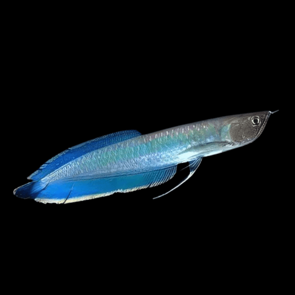 Blue Arowana Osteoglossum Ferrari 20cm - Real Aquatics