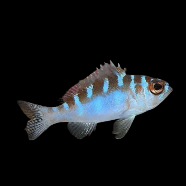 Blue Chalk Bass Serranus Tortugarum - Real Aquatics