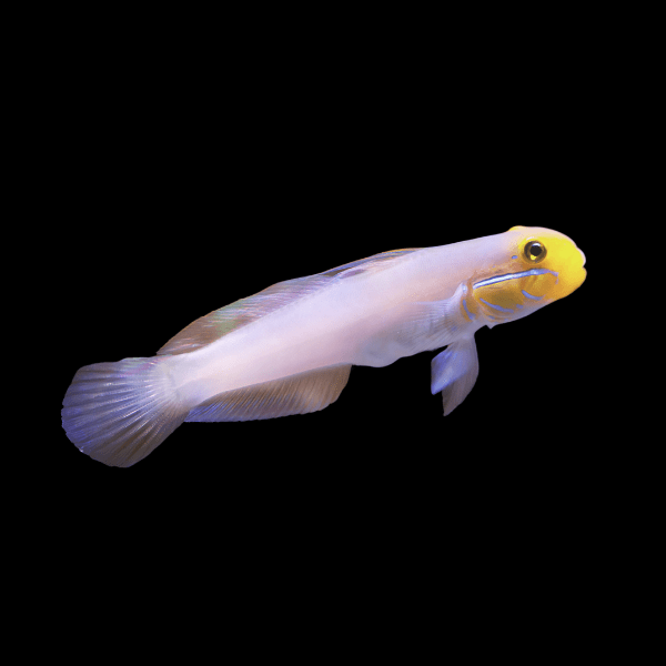 Blue Cheek Goby Valenciennea Strigata - Real Aquatics