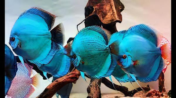 Blue Diamond Discus