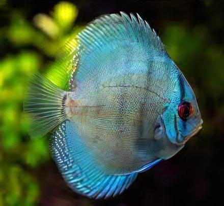Blue Diamond Discus