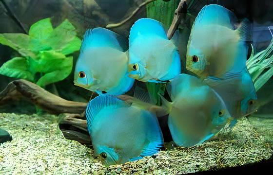 Blue Diamond Discus