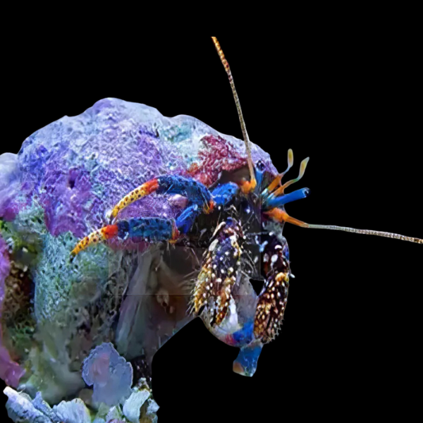 Blue Eyed Hermit Crab Clibanarius Tricolor - Real Aquatics