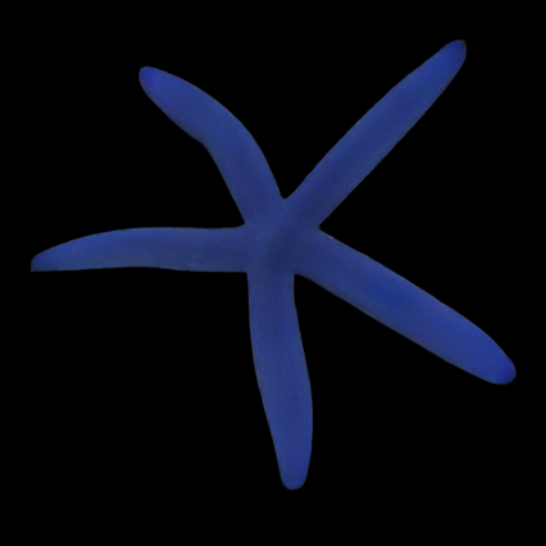 Blue Finger Starfish Linckia Laevigata - Real Aquatics