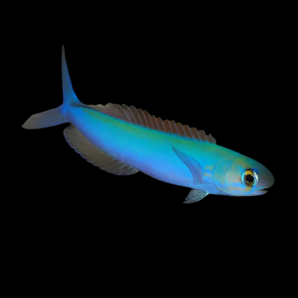 Blue Flash Tile Goby Hoplolatilus Fronticinctus - Real Aquatics