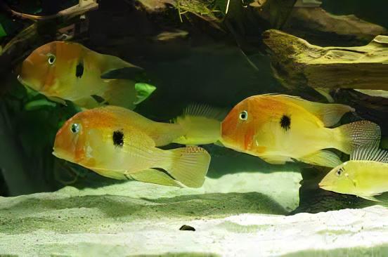 Blue Guianacara Cichlid Guianacara Owroewefi 5cm - Real Aquatics