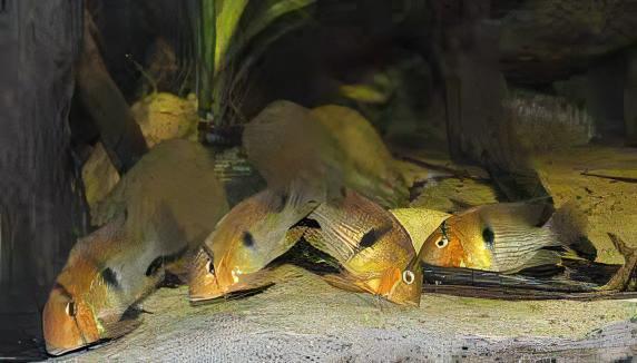 Blue Guianacara Cichlid Guianacara Owroewefi 5cm - Real Aquatics