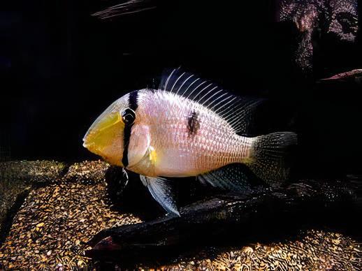 Blue Guianacara Cichlid Guianacara Owroewefi 5cm - Real Aquatics