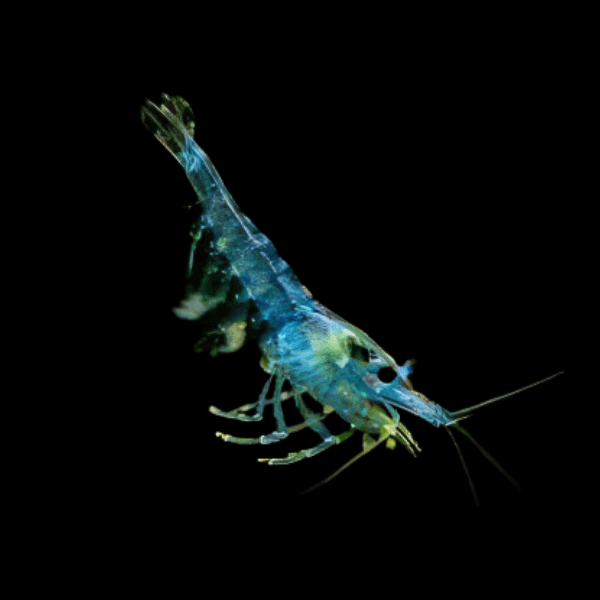 Blue Jelly Shrimp Neocaridina 2cm - Real Aquatics