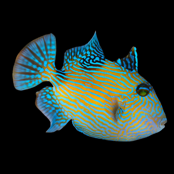 Blue Jigsaw Trigger Fish Pseudobalistes Fuscus - Real Aquatics