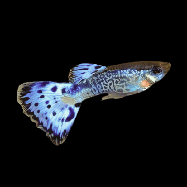 Blue King Cobra Male Guppy Poecilia Reticulata 3cm - Real Aquatics