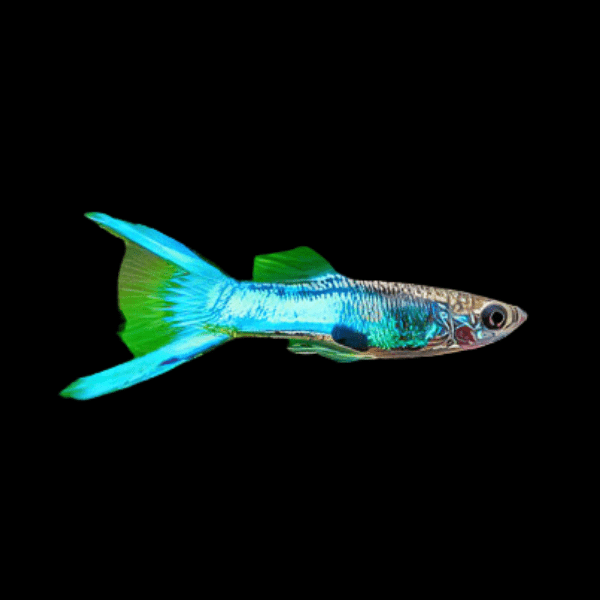 Blue Male Endler Guppy Fish Poecilia Wingei 3cm - Real Aquatics