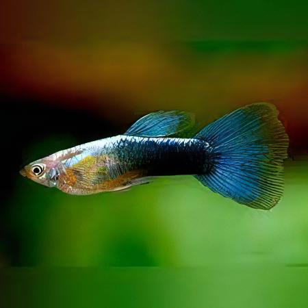 Blue Metallic Male Guppy Poecilia Reticulata 3cm - Real Aquatics