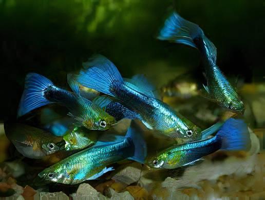 Blue Metallic Male Guppy Poecilia Reticulata 3cm - Real Aquatics