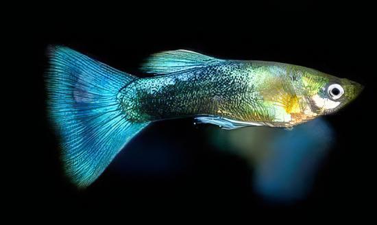 Blue Metallic Male Guppy Poecilia Reticulata 3cm - Real Aquatics