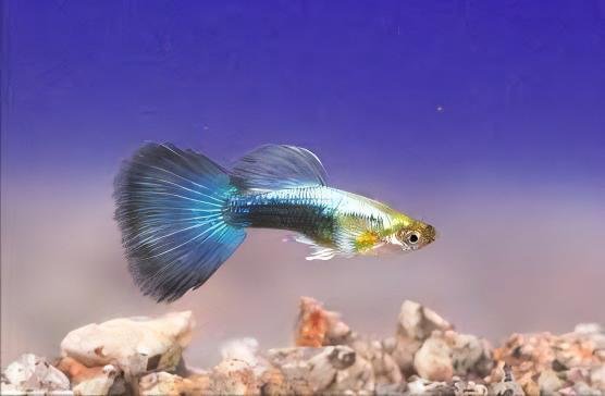 Blue Metallic Male Guppy Poecilia Reticulata 3cm - Real Aquatics