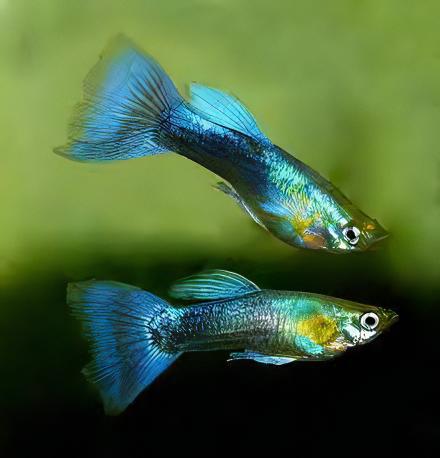 Blue Metallic Male Guppy Poecilia Reticulata 3cm - Real Aquatics
