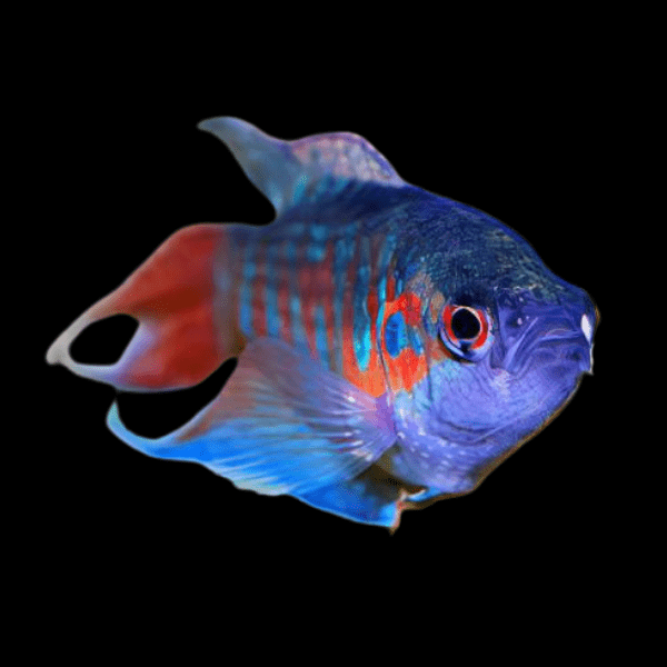 Blue Paradise Fish Macropodus Opercularis 4cm - Real Aquatics