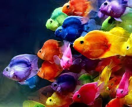 Blue Baby Parrot Fish Hybrid Amphilophus citrinellus Vieja melanurus 3cm - Real Aquatics